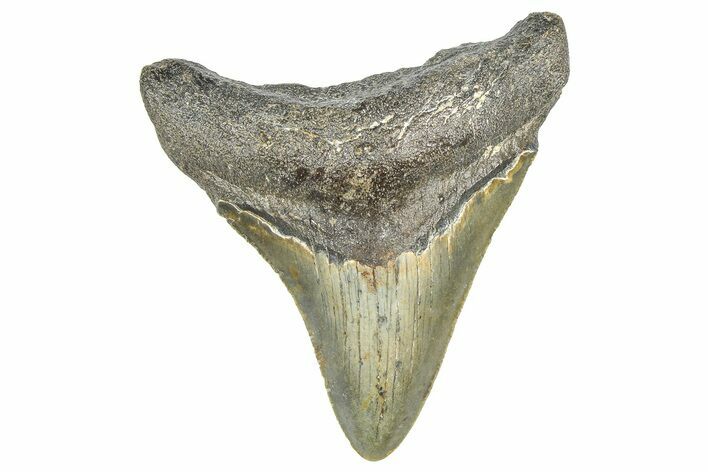 Serrated, Juvenile Megalodon Tooth - North Carolina #359039